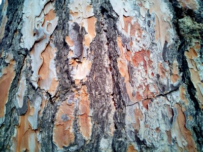 Background tree stone pine photo