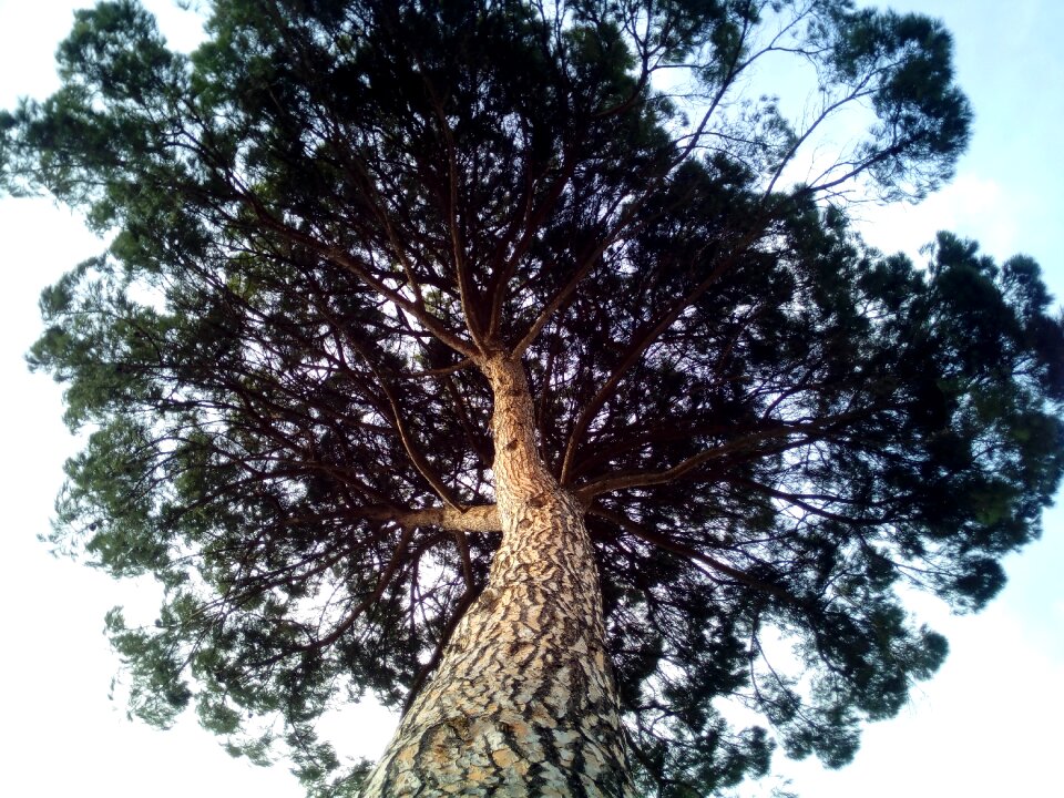 Tree forest centenary