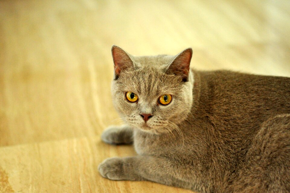 British domestic feline