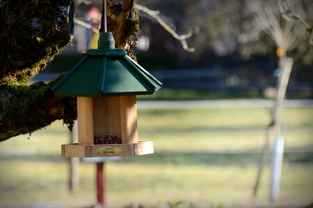 Feed feeding birds photo