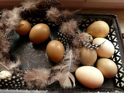 Decoration egg easter nest photo