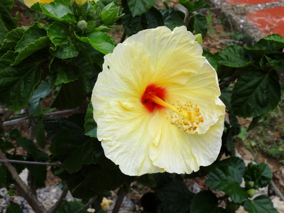 Home field yellowe petals