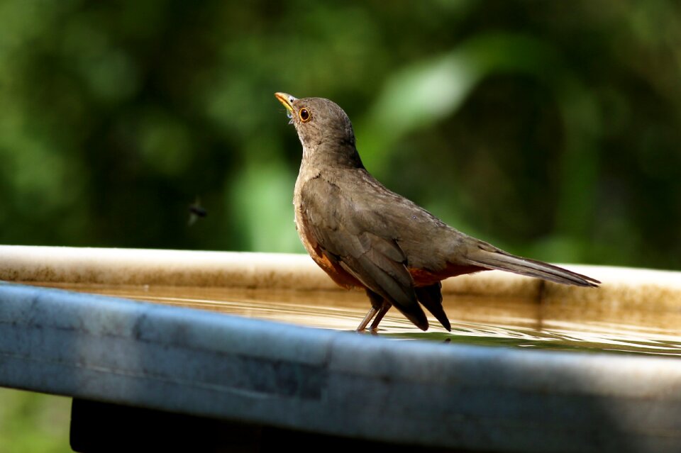 Tropical brazilian bird birdie