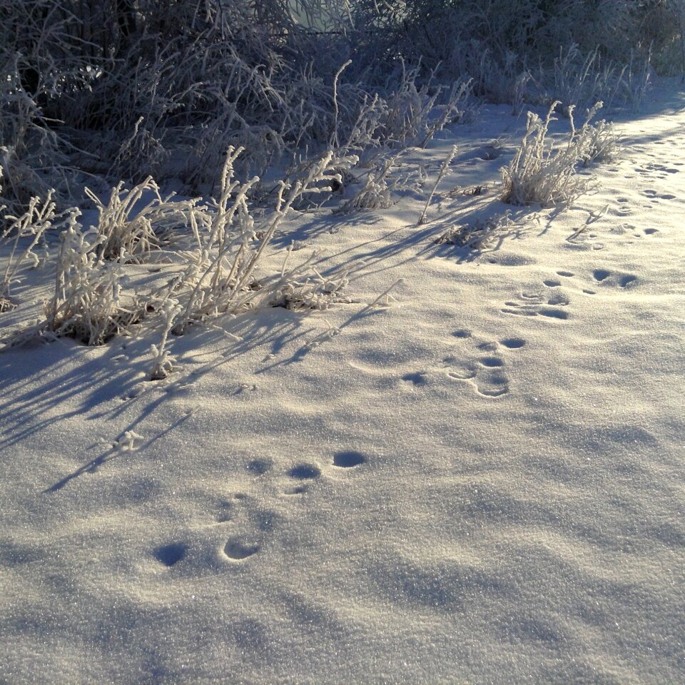 Snow traces winter