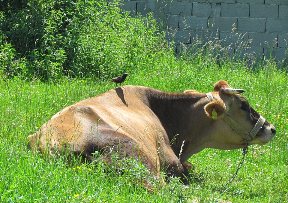 Cow birds starling