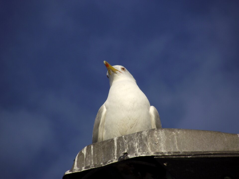 Anatolia aspen seagull freedom
