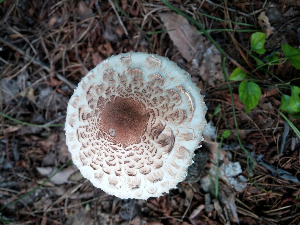 Big gatbeoseot forest food