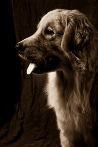 Dog profile Free photos