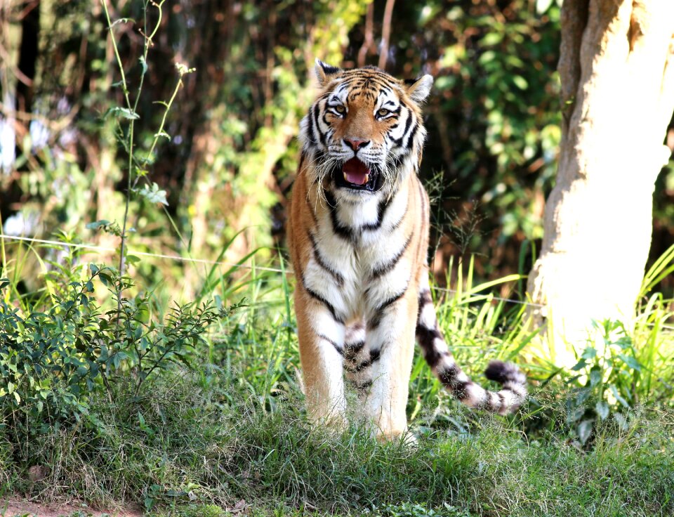 Looking feline carnivore