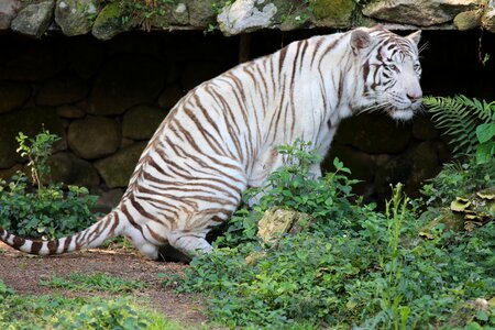 Threatened with extinction in the zoo carnivore