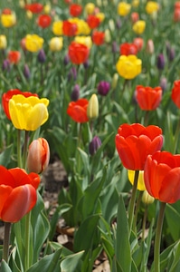 Tulips spring field of tulips