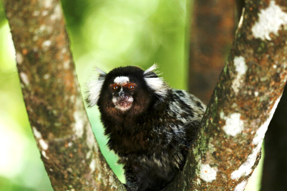 Primate small looking