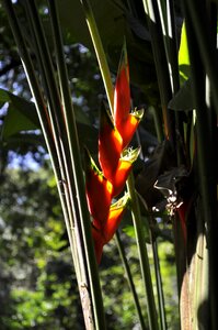 Plant botanical garden rio de janeiro