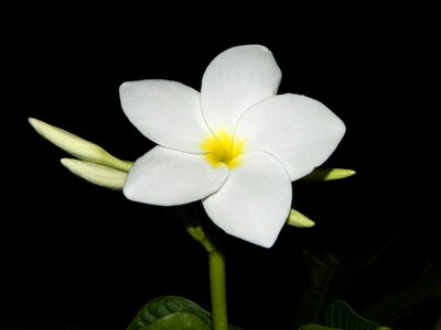 Bloom green plant photo