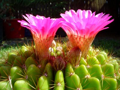 Flower garden