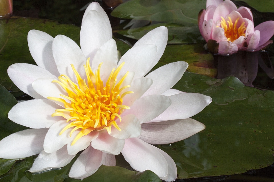 Aquatic plants petals white