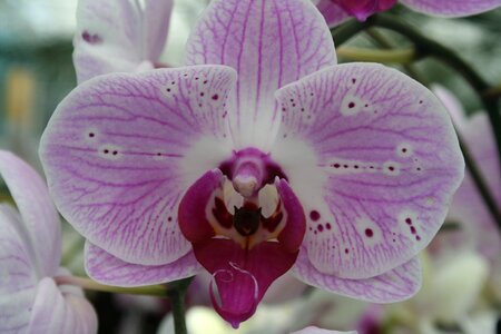 Orchid flower purple