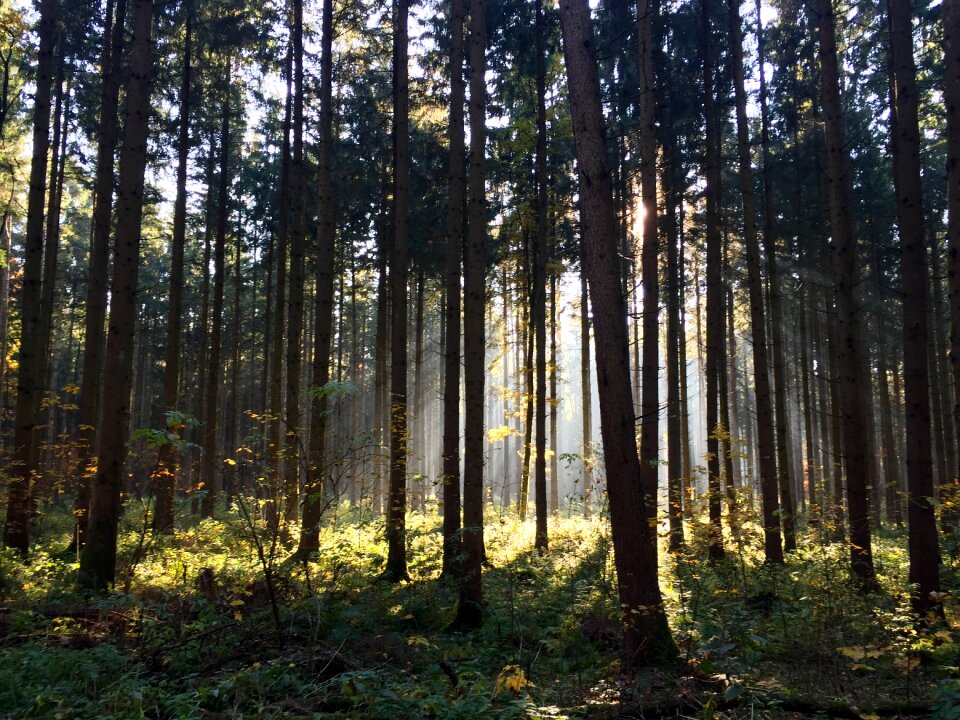 Landscape morgenstimmung autumn