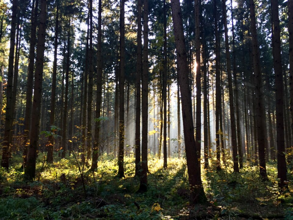 Landscape morgenstimmung autumn photo