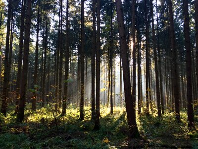 Landscape morgenstimmung autumn photo