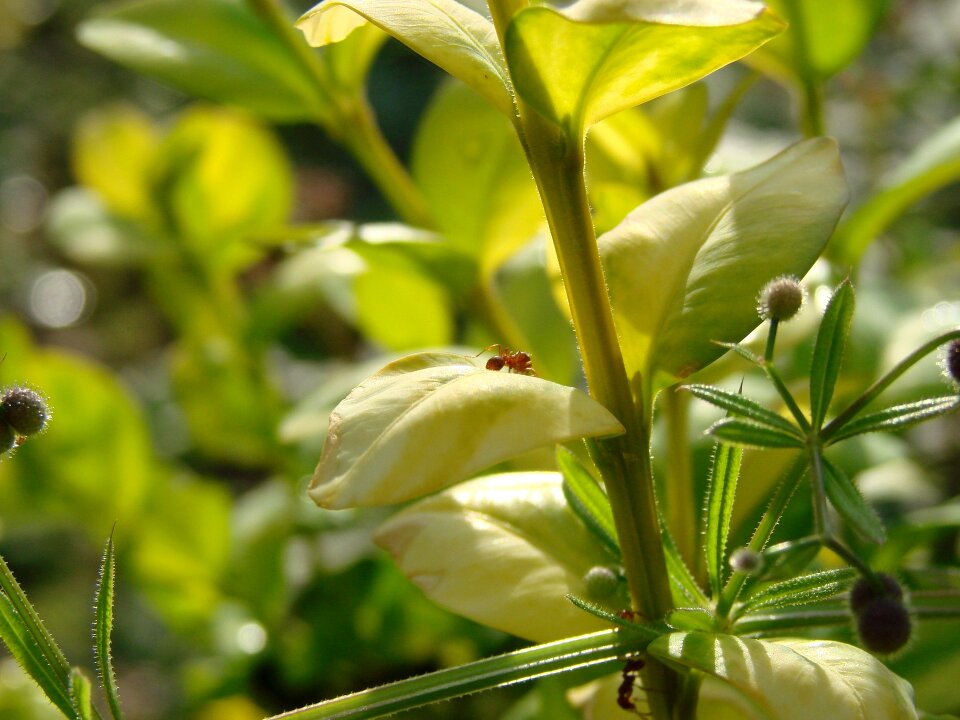 Green nature flora