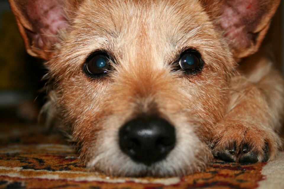 Pet hybrid small dog