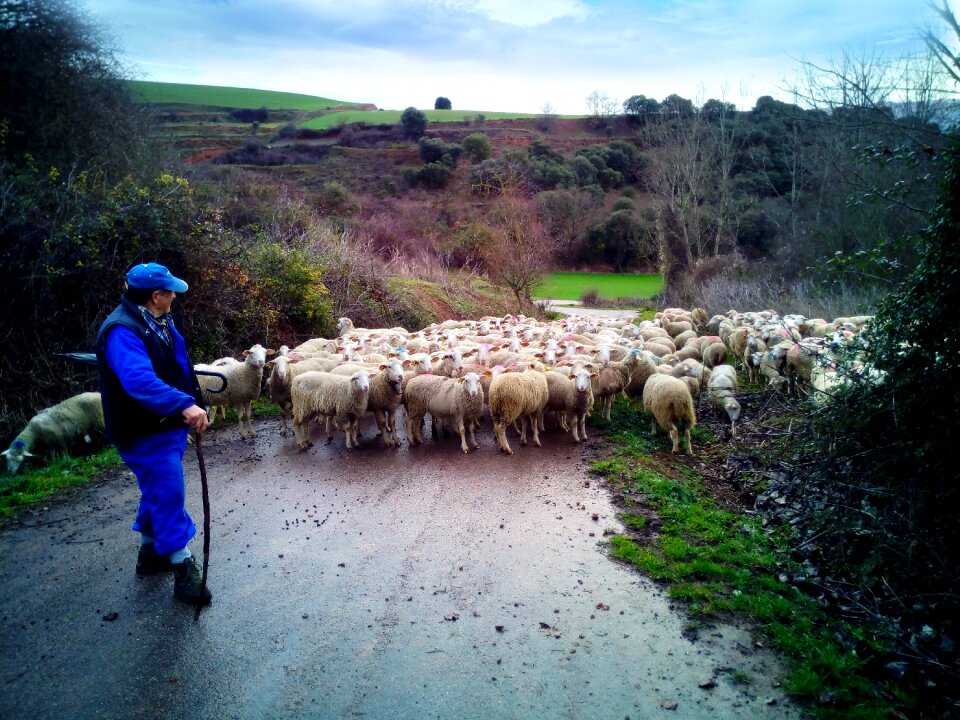 Flock rural nature