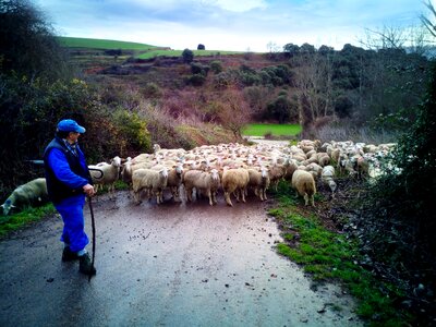 Flock rural nature