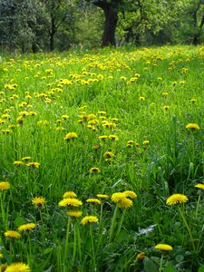 Meadow sad sunny day