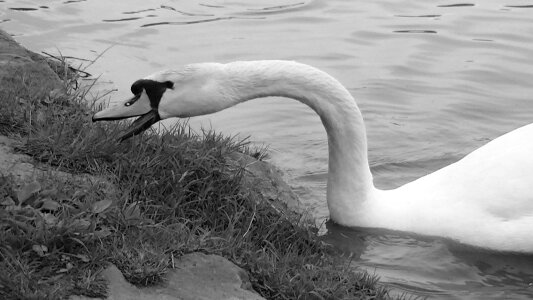 Water bird nature eating swan photo