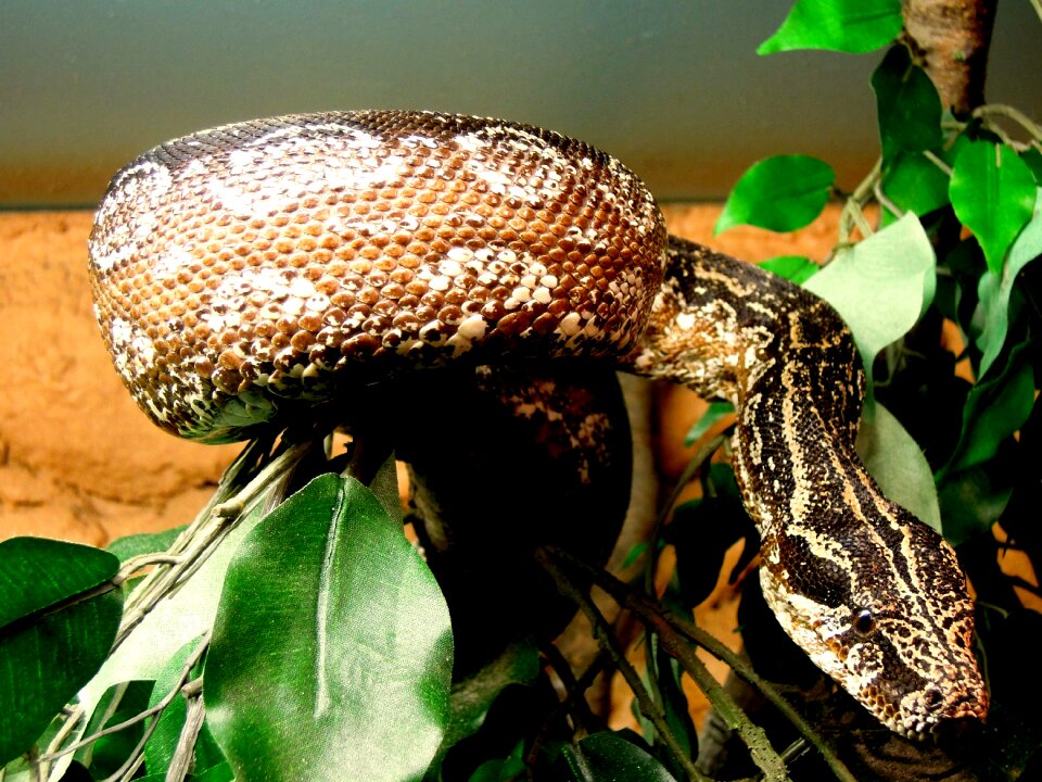 Animal reptile zoo
