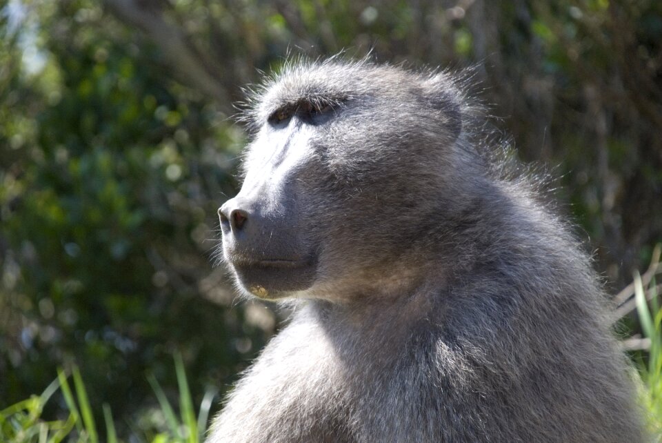 Wildlife africa primate