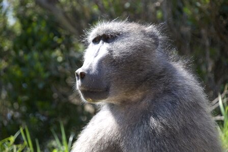 Wildlife africa primate