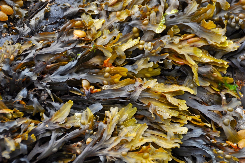 Seaweed beach seaweed on beach