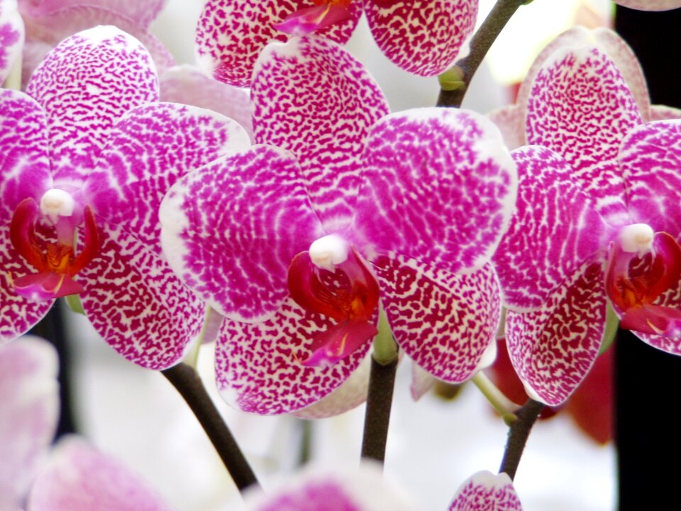 Blossom plant petals