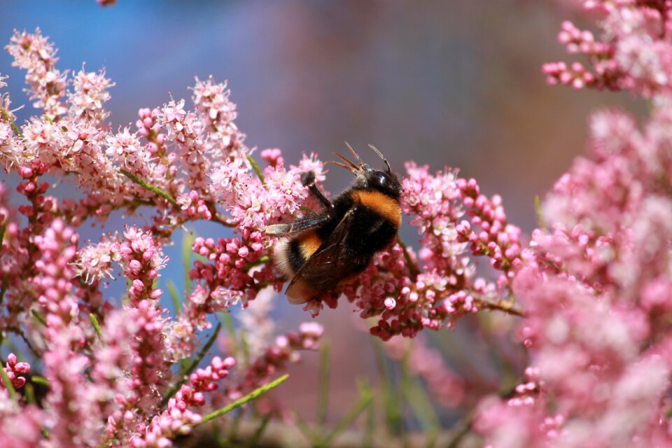 Insect nature bourdon