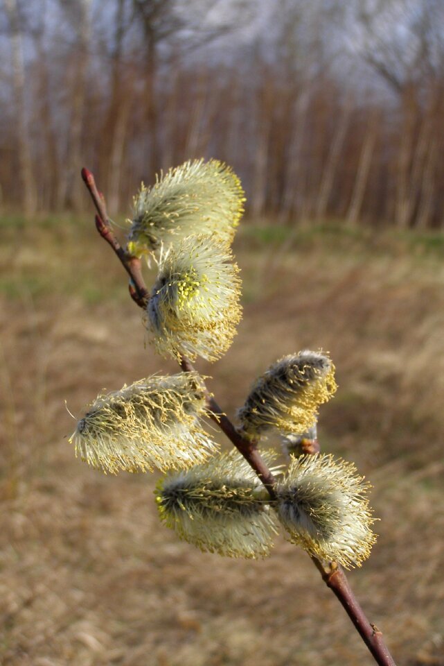 Willow based willow tree