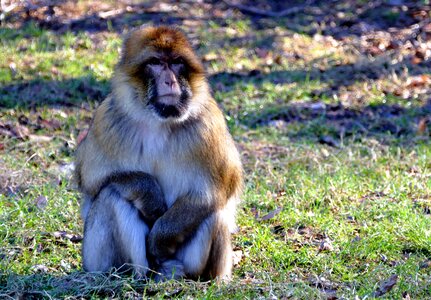 Macaque wildlife primate photo