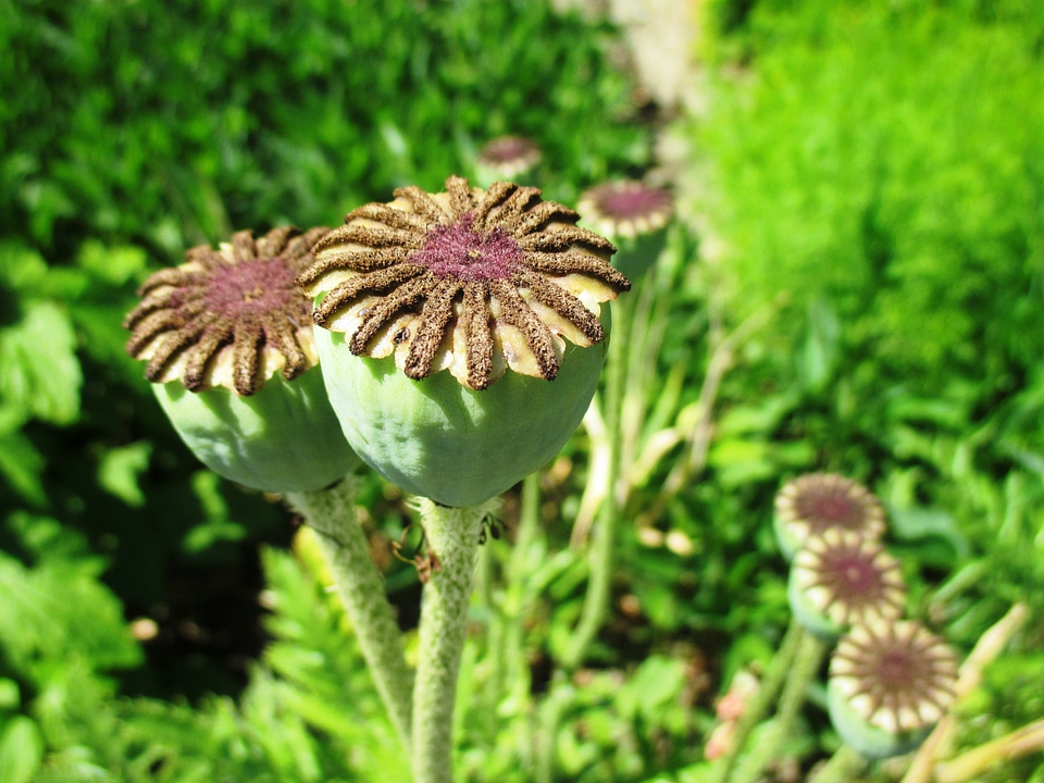 Brown green nature