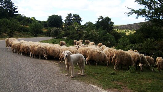 Italy sardinia livestock photo