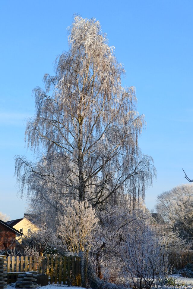 Cold frost wintry