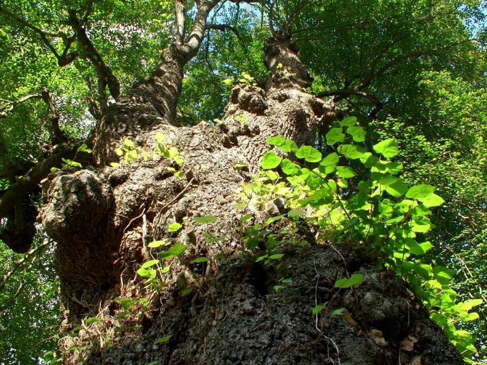 The bark nature konary