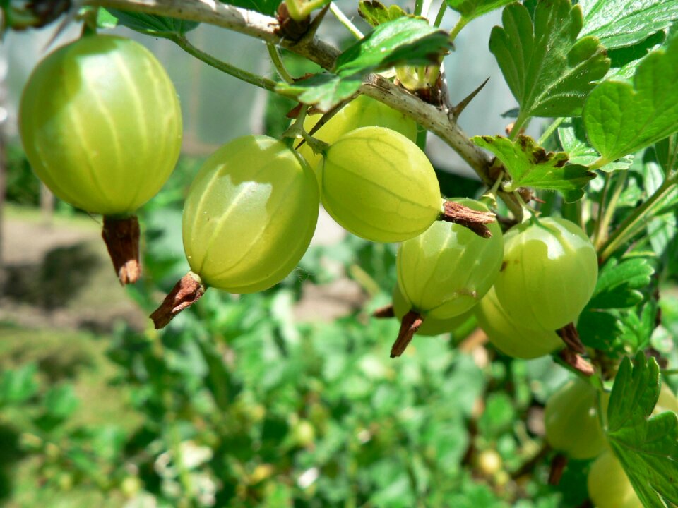 Green soft fruit fruits