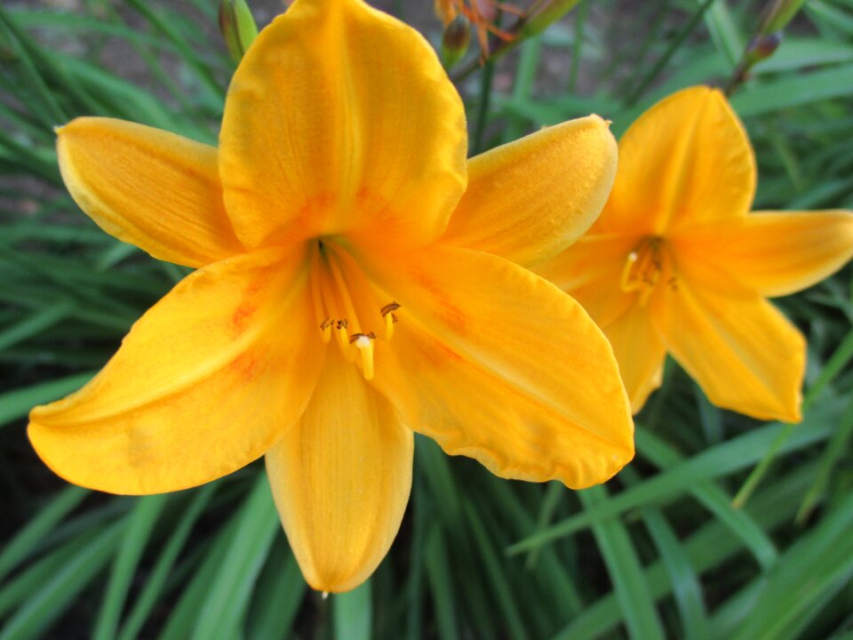 Flower nature spring