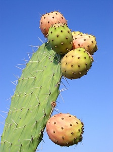 Fruit south exotic
