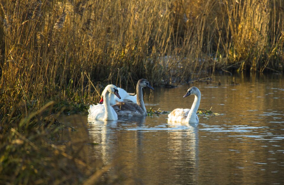 Nature water water bird