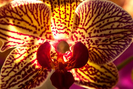 Flower flowering exotic