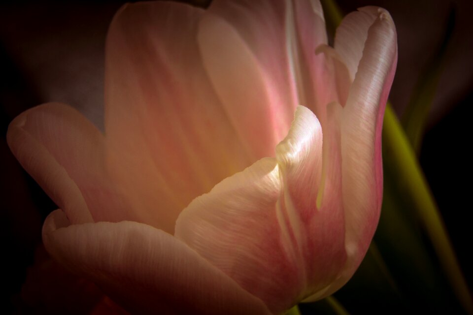 Bloom nature spring