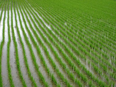 Plant usd agriculture