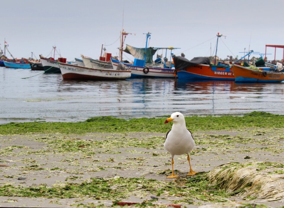 Boats ave bird
